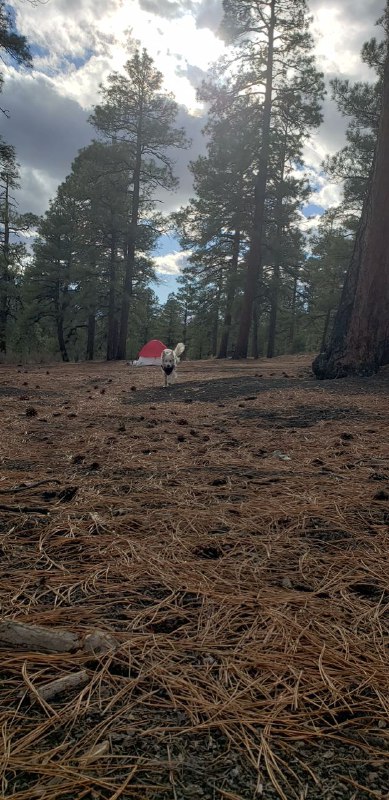 Mary Jane, an emotional support animal …