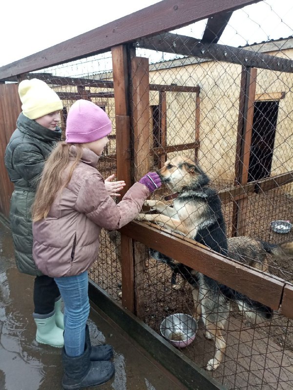 Приют Дог Хаус(Собачий дом) Томск