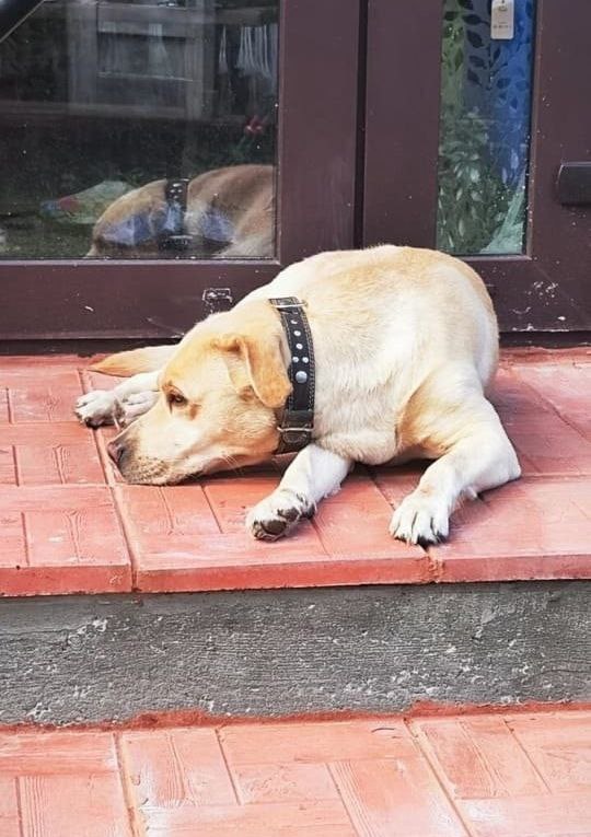 Приют Дог Хаус(Собачий дом) Томск