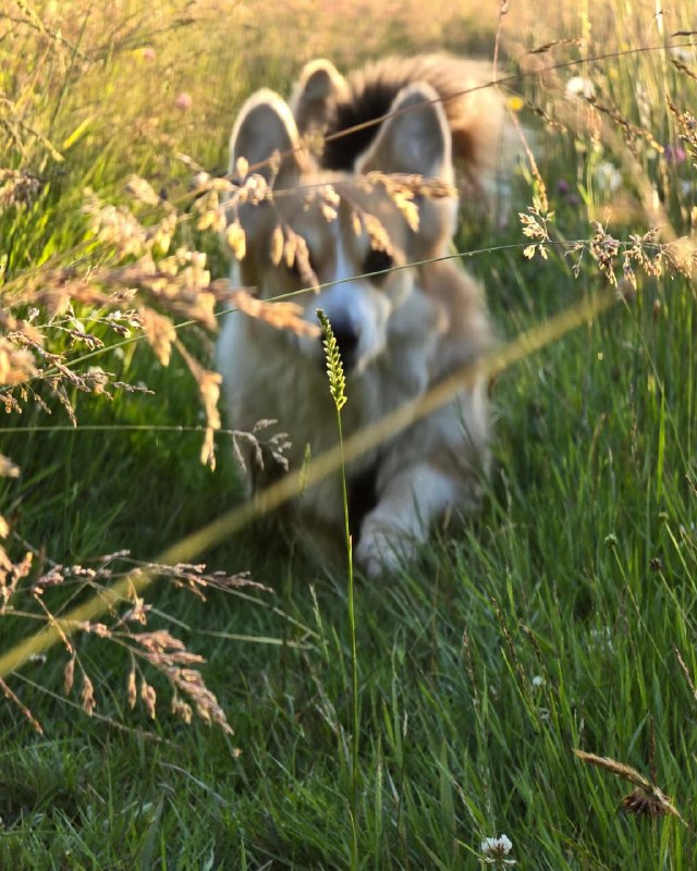 Дом где много животных