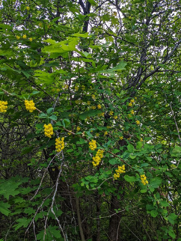 Дом с Розмарином🌿