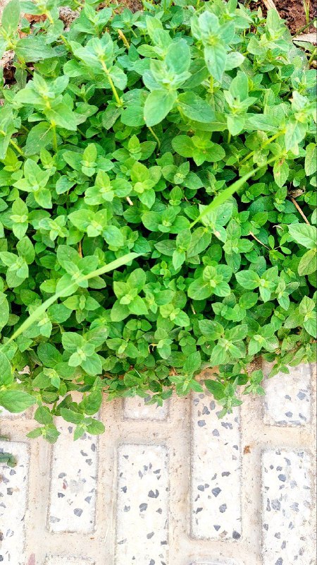 سبزی های خونه ی مامان بزرگ***?******?***