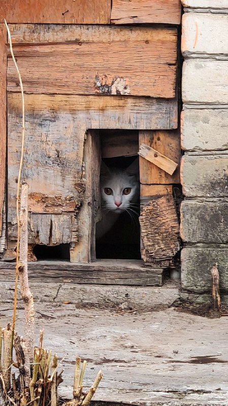 Пятигорск - город котиков***🐱******🐱******🐱***