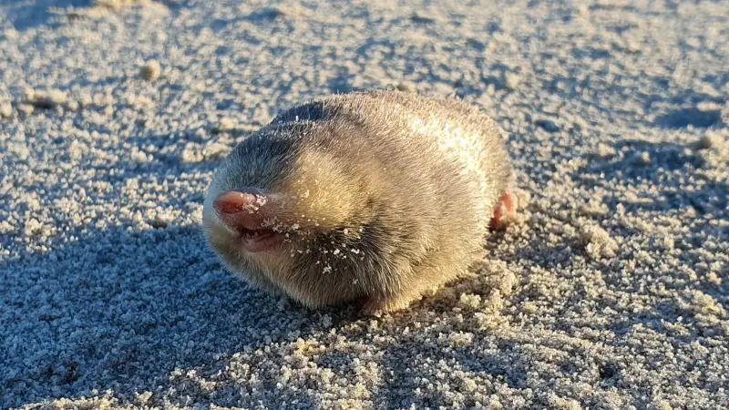 De Winton’s golden mole rediscovered after nearly 100 years
