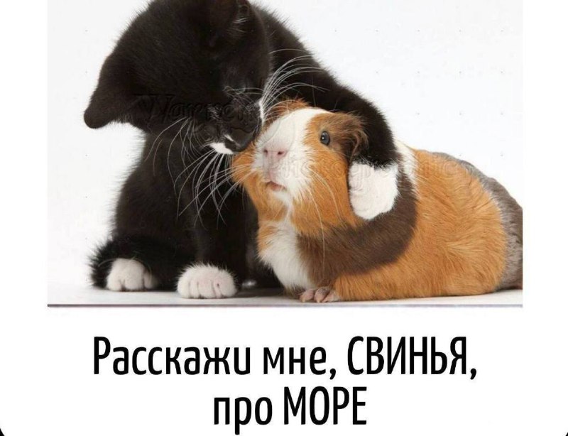 ***🔴***когда долго смотрю на море, скучаю …