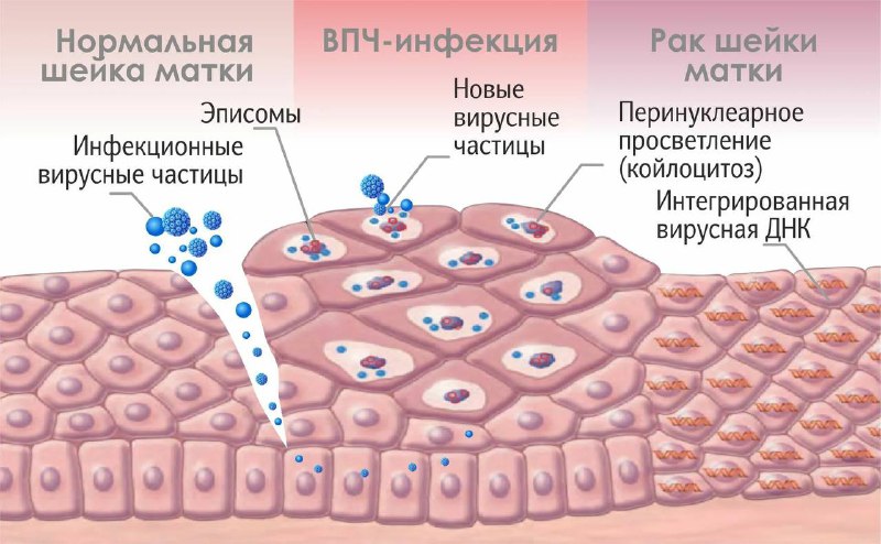 Доктор Щеплева