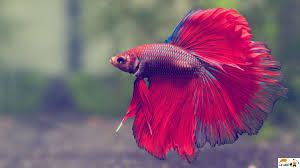 ***🐠******💧*** کنترل کیفیت آب در آکواریوم