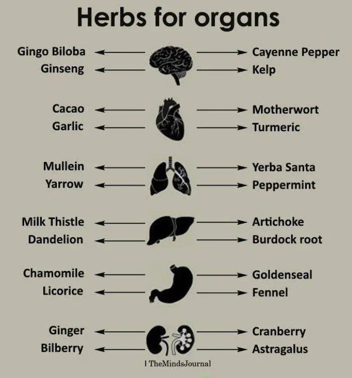 Herbs for Maintain Health of Organs.