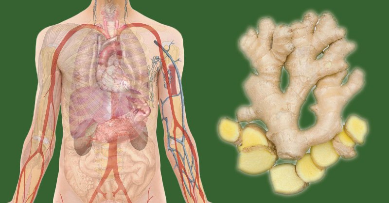 10 Shocking Health Benefits of Ginger …