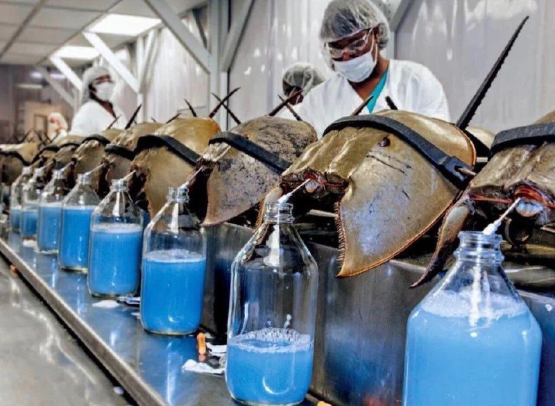 خرچنگ نعل اسبی (horseshoe crab) یه …