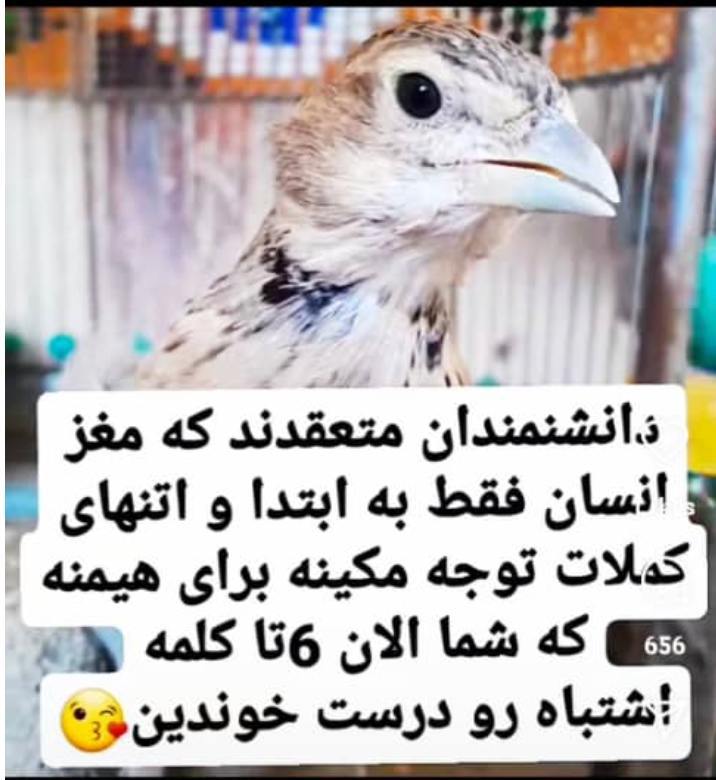 **دید بهتر پرندگان