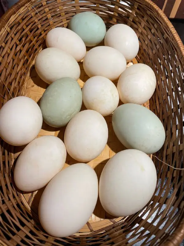 Blue duck eggs are my favorite …