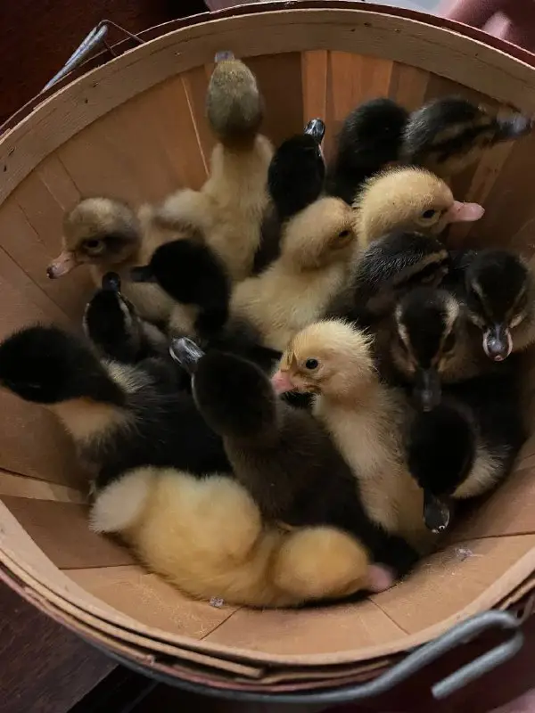 First batch of ducklings for the …