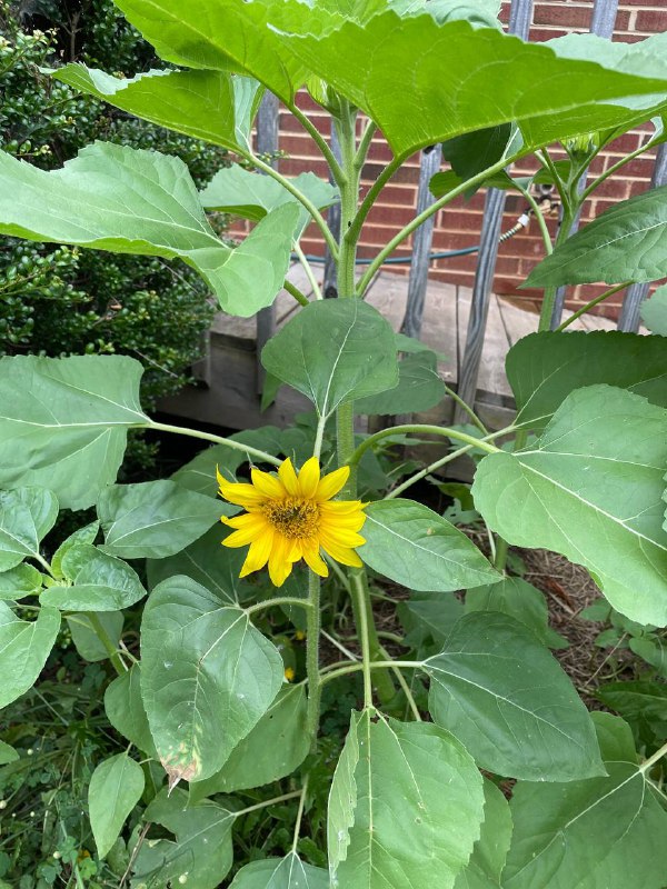 First sunflower of the season ***🌻***