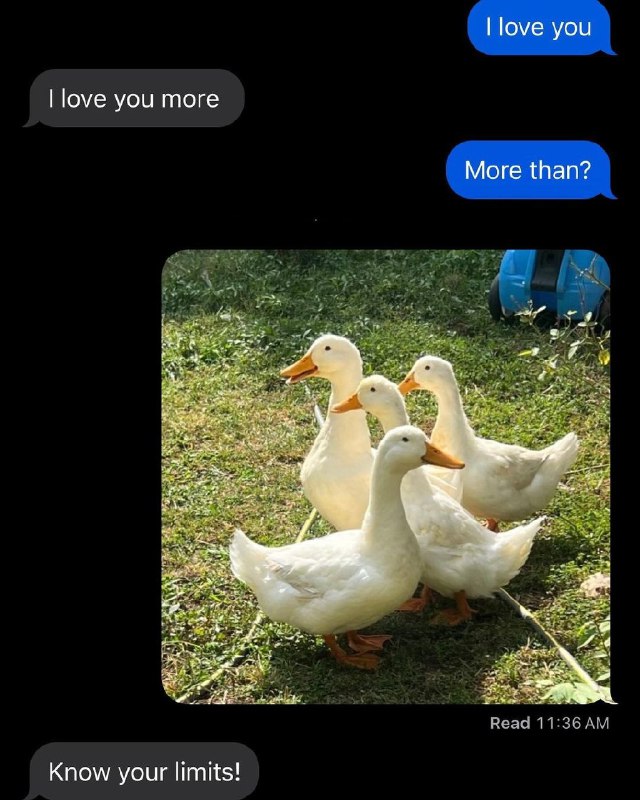 Dvck Chan 🦆