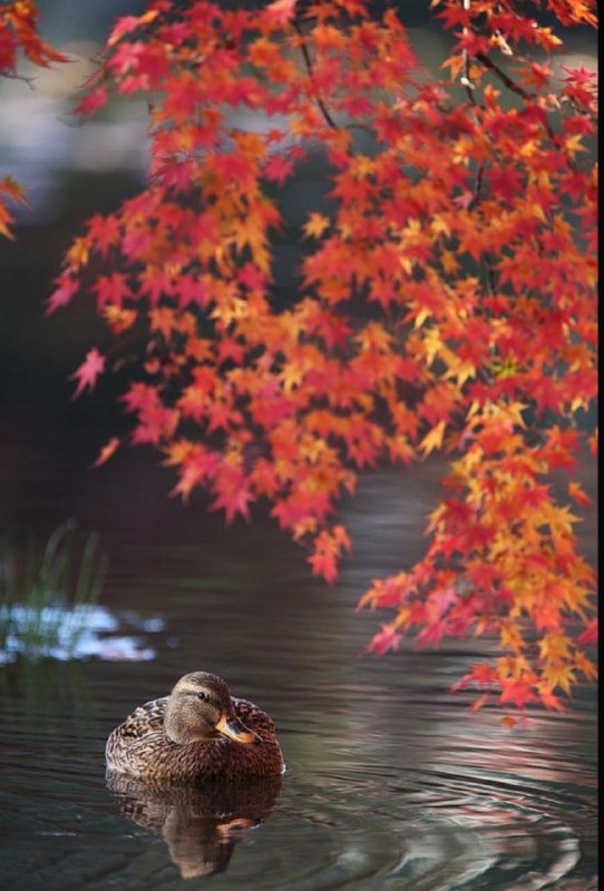 Holy Ducking Shit They Are Cute!