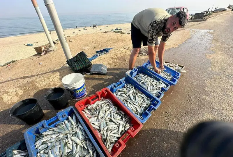 Rakyat Palestin menangkap ikan dari Laut …
