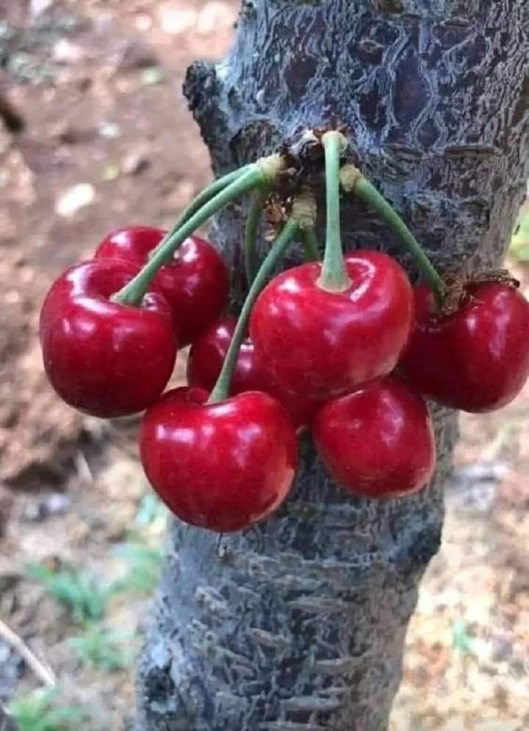 Аллохим, бўлади дедими.. АЛБАТТА БЎЛАДИ..