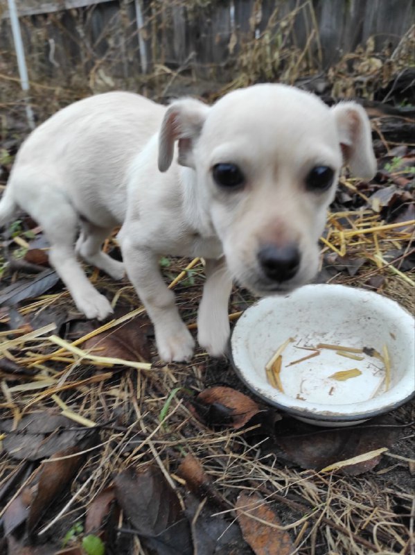 *****😢******🐾*** Київська область! Терміново потрібна допомога …