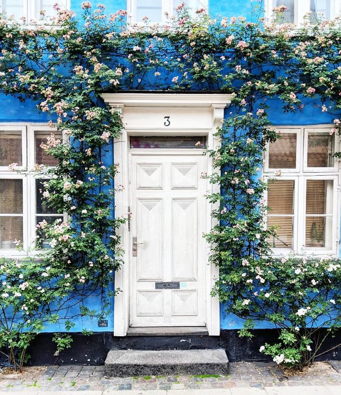 the flowers set against that beautiful …