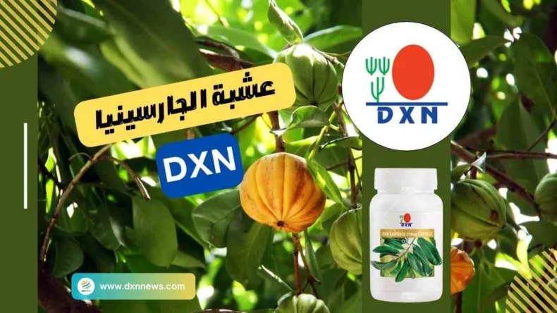 [https://dxnnews.com/عشبة-الجارسينيا-dxn-فوائدها-وأضرارها/](https://dxnnews.com/%D8%B9%D8%B4%D8%A8%D8%A9-%D8%A7%D9%84%D8%AC%D8%A7%D8%B1%D8%B3%D9%8A%D9%86%D9%8A%D8%A7-dxn-%D9%81%D9%88%D8%A7%D8%A6%D8%AF%D9%87%D8%A7-%D9%88%D8%A3%D8%B6%D8%B1%D8%A7%D8%B1%D9%87%D8%A7/)