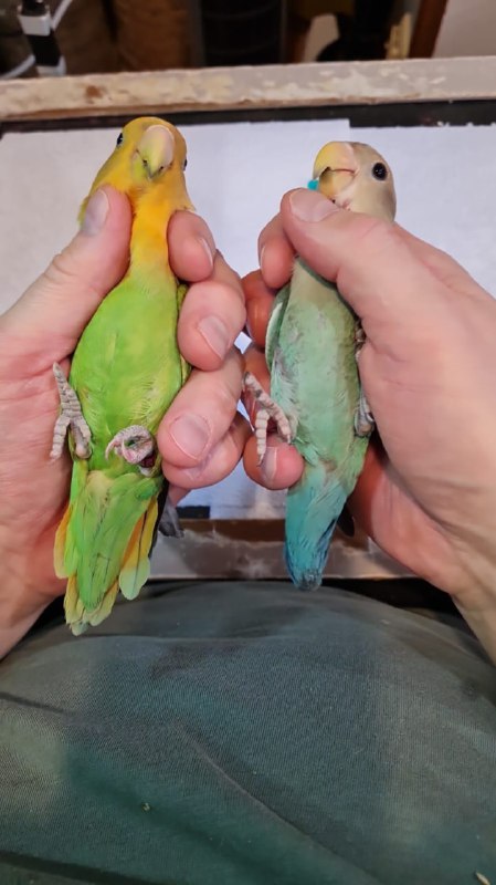 Неразлучники розовощекие | My Rosy-faced lovebirds …