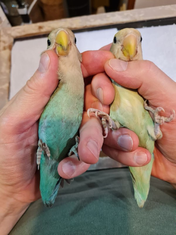 Неразлучники розовощекие | My Rosy-faced lovebirds …