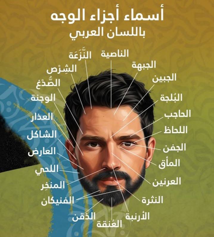 اسماء اجزاء الوجه باللسان العربي