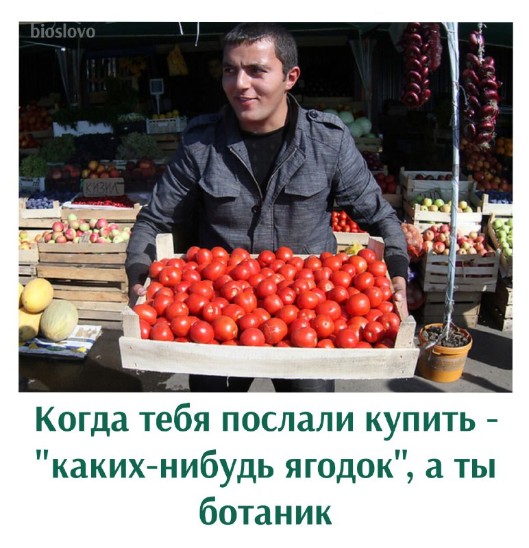 кит гаметофит