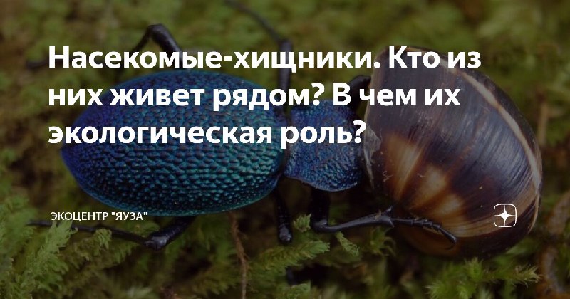 ***🐞*** **Насекомые-хищники. Кто из них живет …