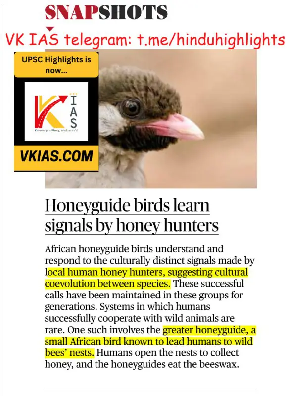 [*#Environment*](?q=%23Environment)[*#Species*](?q=%23Species) ****✅***African Honeyguide bird
