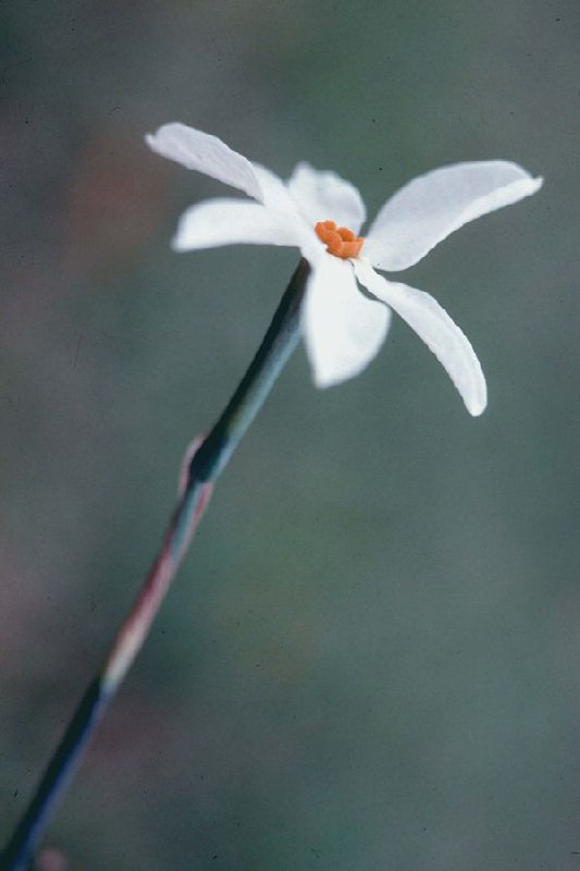 ***✅*** Narciso autunnale (Narcissus obsoletus o …