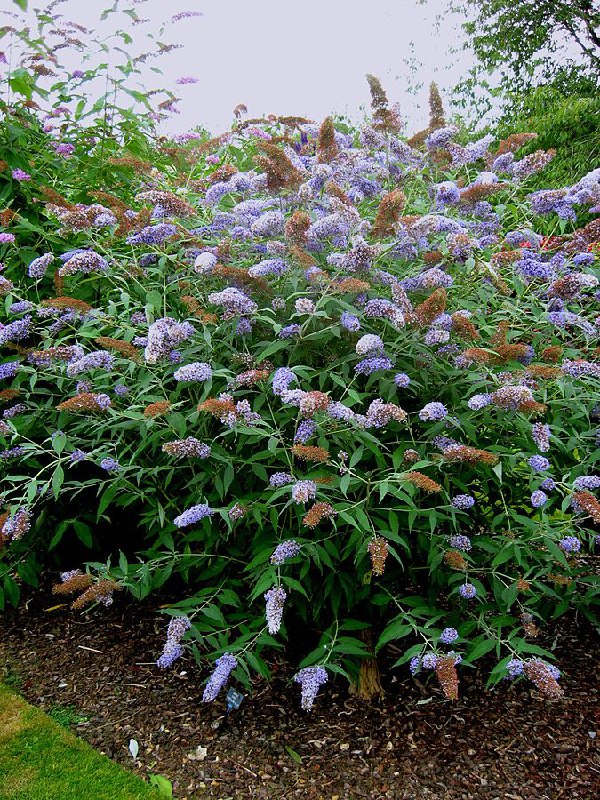 Eden dei Fiori: Giardinaggio, Piante e …