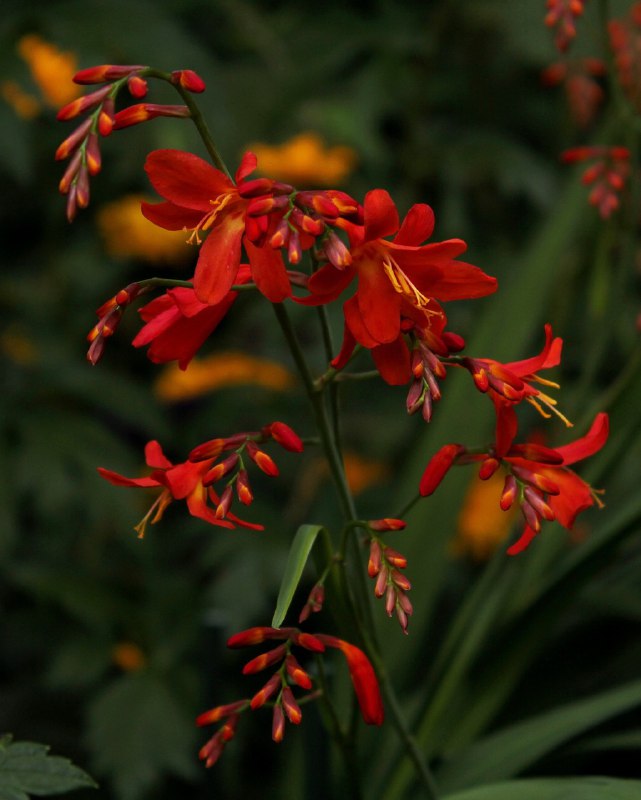 Crocosmia