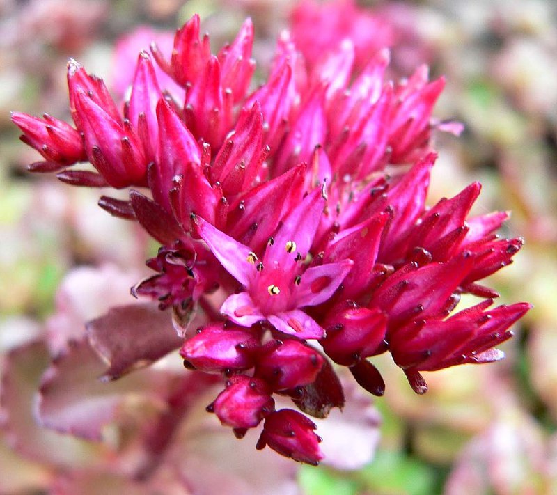 Eden dei Fiori: Giardinaggio, Piante e …