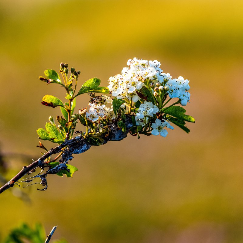 ***✅*** Crataegus (Biancospino) ***✅***