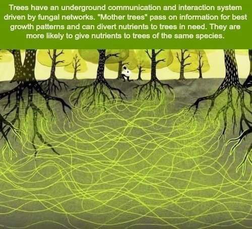 Trees communicate with each other. Nature …