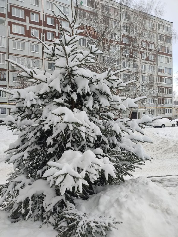 Вчера собиралась нарядить дома ёлочку, но, …