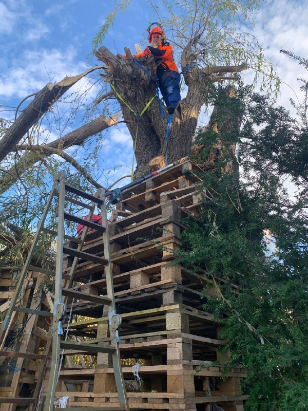 ***🌳*** Kleines Lebenszeichen