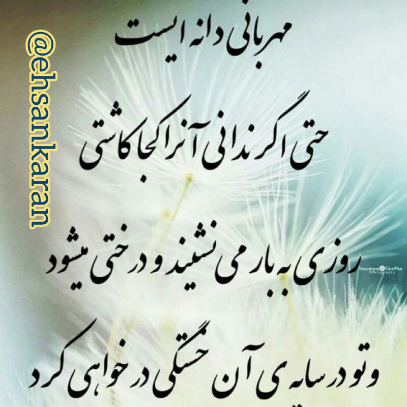[#مهربانی](?q=%23%D9%85%D9%87%D8%B1%D8%A8%D8%A7%D9%86%DB%8C) دانەای است
