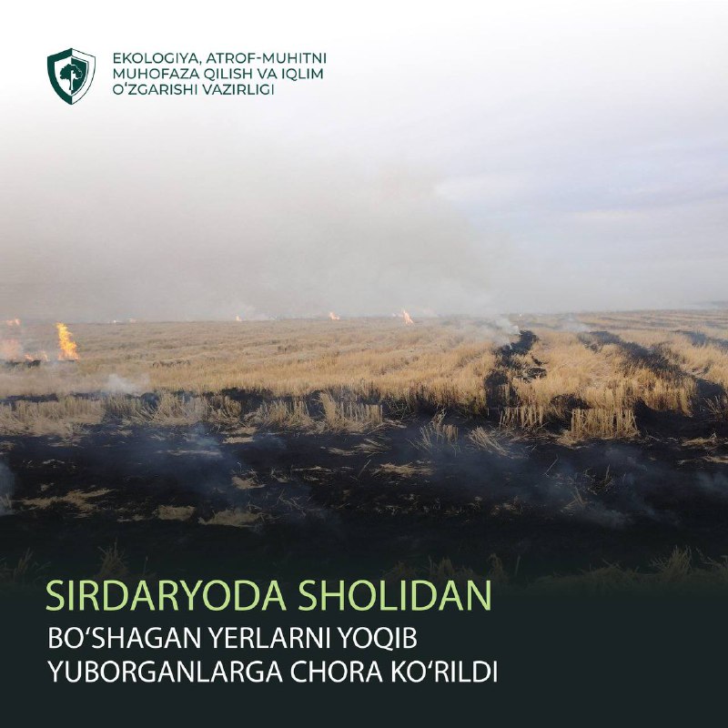 **Sirdaryoda sholidan bo‘shagan yerlarni yoqib yuborganlarga …