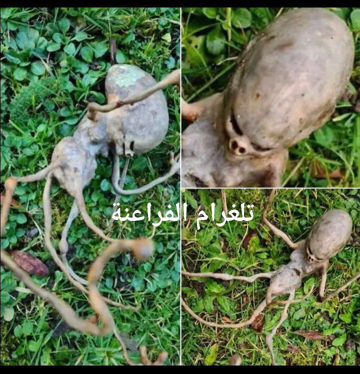 *****?️*** عثرت امرأة من إيطاليا على …