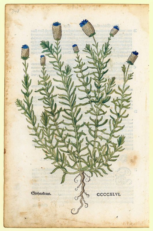 Leonhart Fuchs, Leaf number 19, 1543