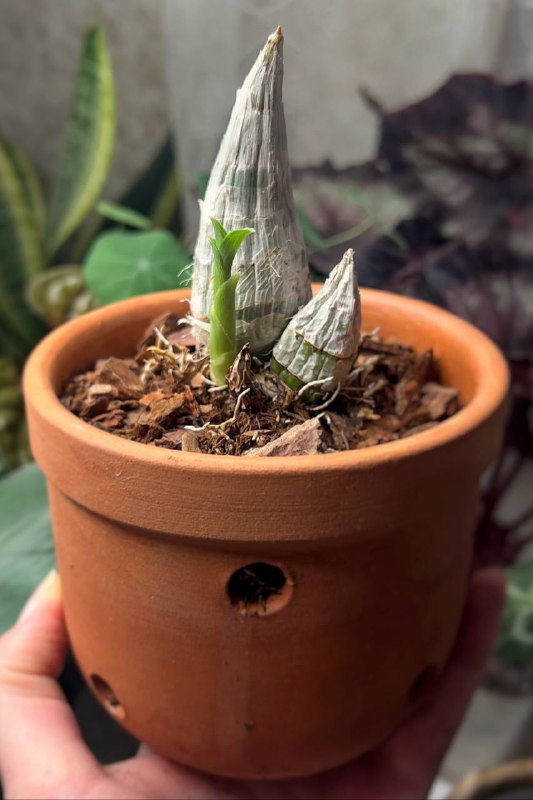 [#catasetum](?q=%23catasetum) [#tenebrosum](?q=%23tenebrosum) [пересаженный](https://t.me/elly_green/673) четыре недели назад …
