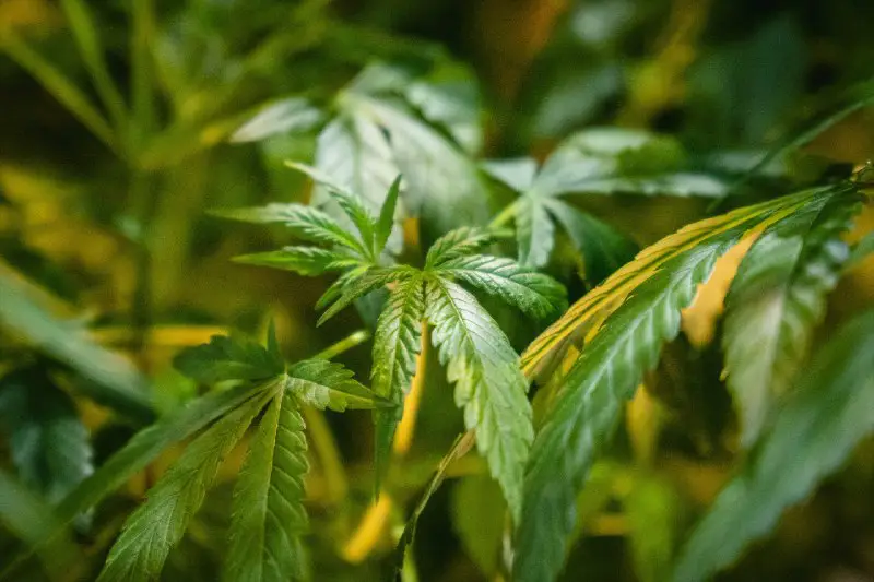***▶️***Alemanya legalitza amb limitacions el consum de cànnabis