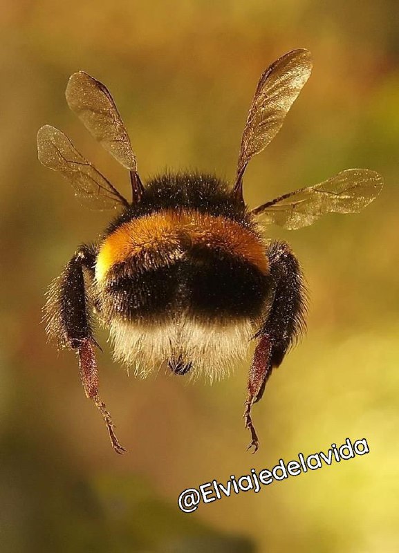 [“Aerodinámicamente el cuerpo de una abeja …