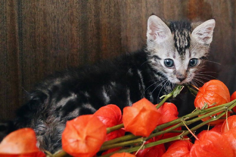 Передержка для котов «ЭлВиС»