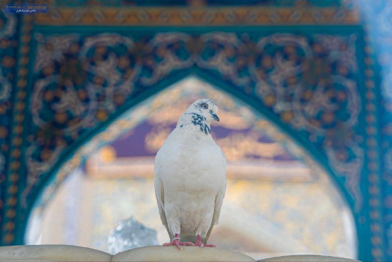 کانال امام رضا علیه السلام