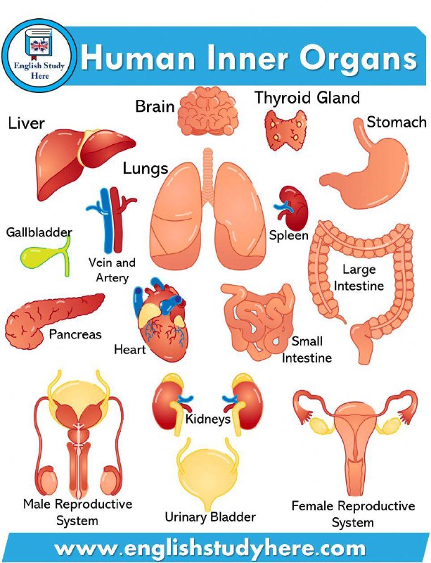 Organ names ناوی ئەندامەکان