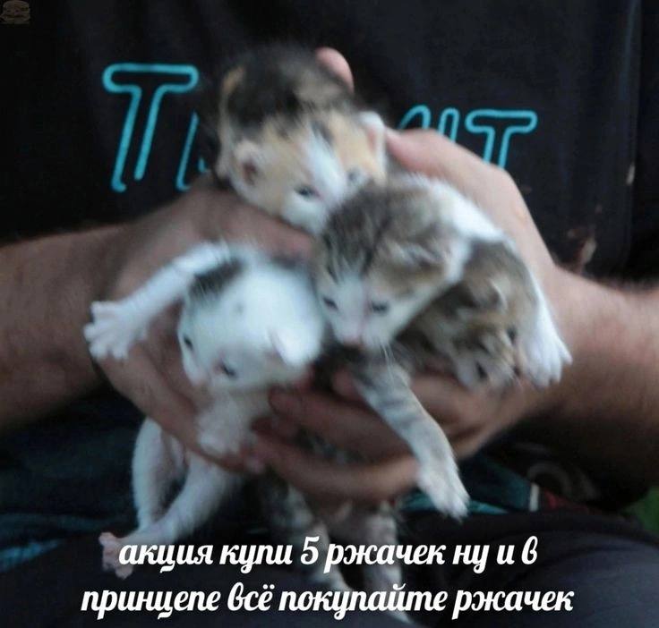 [вот ссылка](https://t.me/englishandcats/7519)